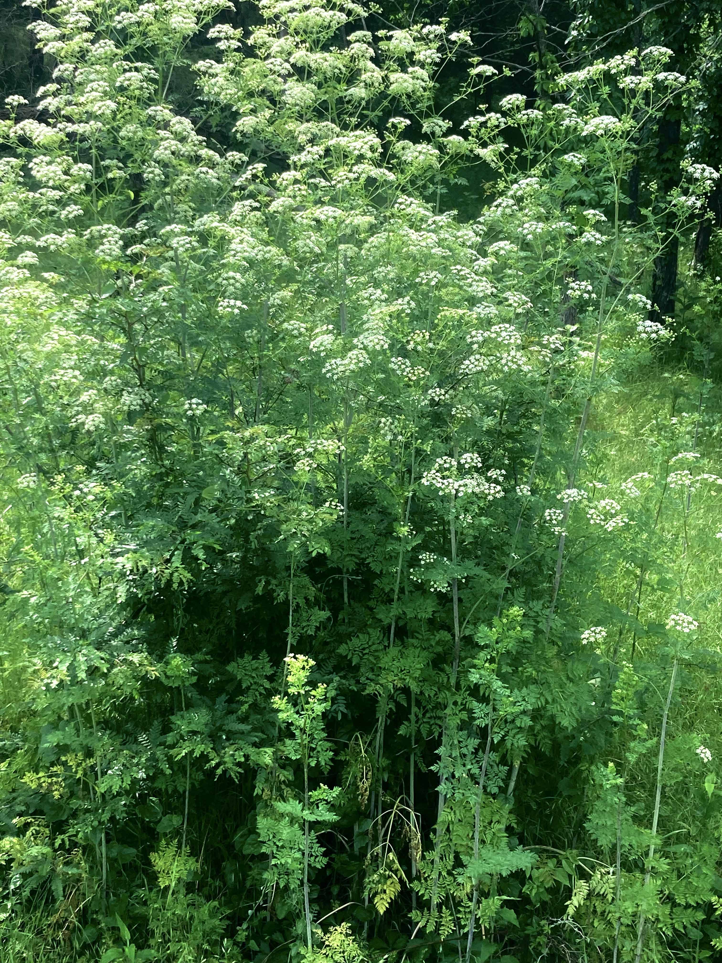 Poisonous Plants poisonous-plants